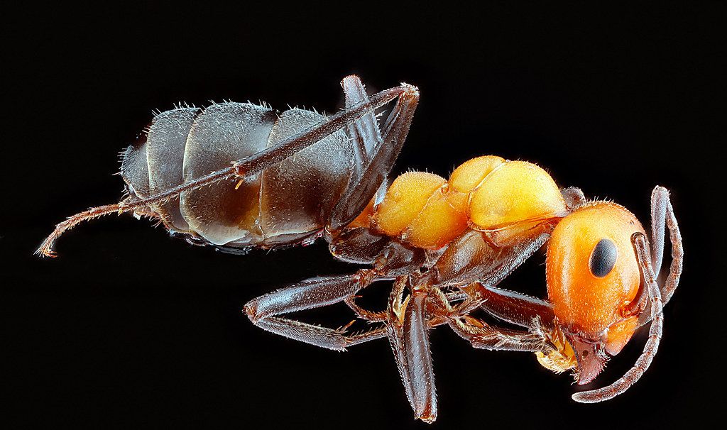 Ant Control service in Altoona, PA