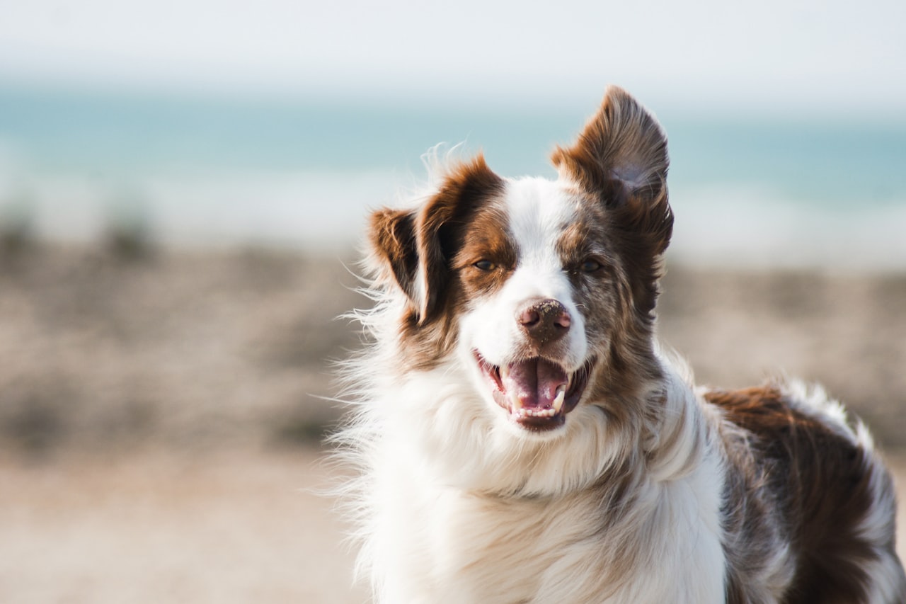 Flea & Tick Control service in Altoona, PA