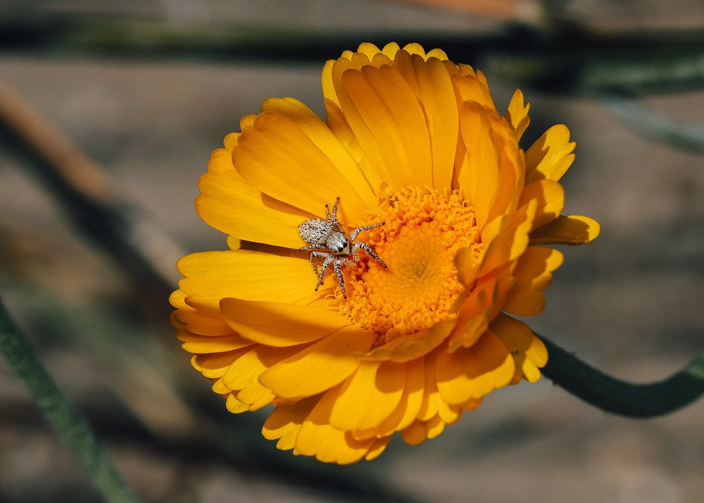 Spider Control service in Altoona, PA